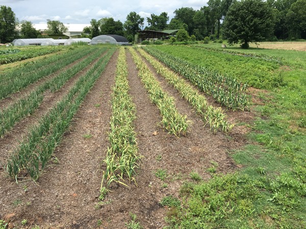 advanced-no-till-mulching-and-crimping-techniques