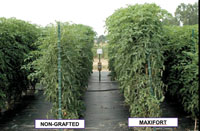 Grafting Tomatoes Supplies