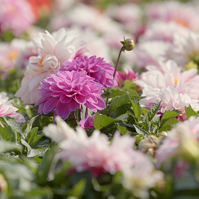 Growing dahlias: ‘These are your money makers’