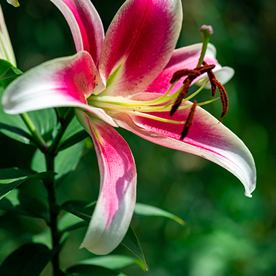 Lily varieties that make the grade, and some that don’t