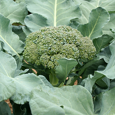 Time to start those fall brassicas!