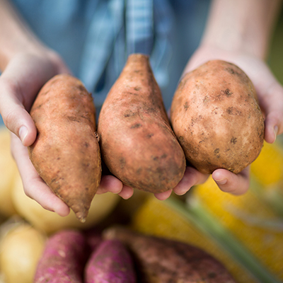 Sweetpotatoes can be grown almost anywhere in U.S.