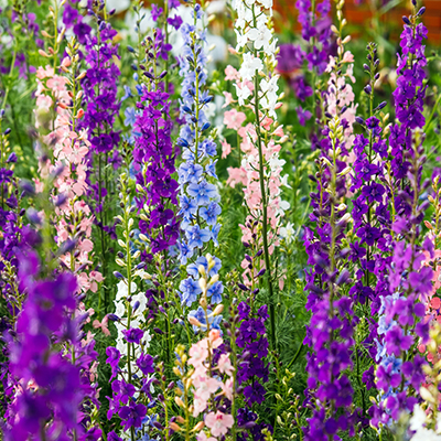 Fall is the best time to plant delphiniums