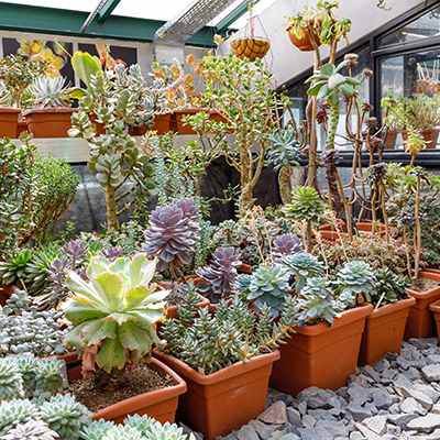 Trendy succulents are easy to grow and sell