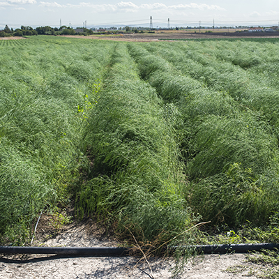Easy, reliable asparagus anchors early markets