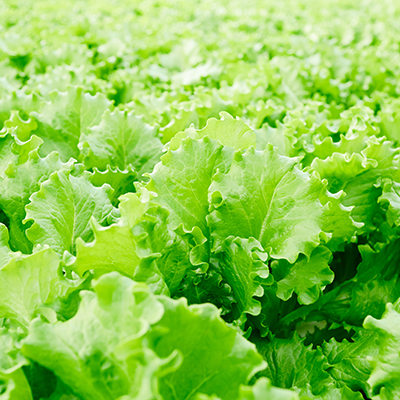 Lettuce, not lawns: Farming in the city