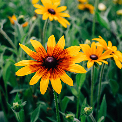 Daylength affects rudbeckias, sunflowers