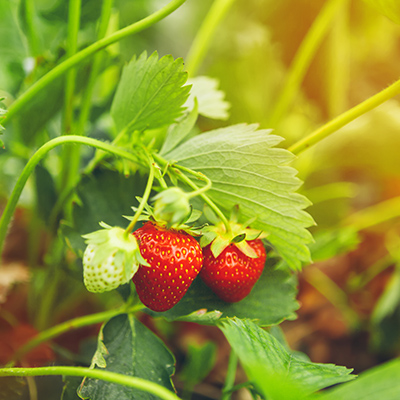 Take tips in July for strawberries in fall