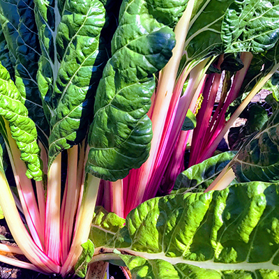 Keep the greens coming: Swiss chard and other summer spinach substitutes
