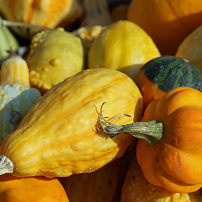 Winter squash makes most of harvest and growers’ time