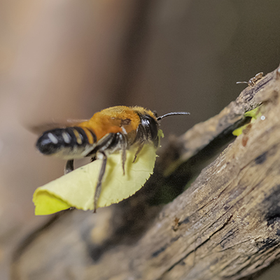 Leafcutter bees can be raised for profit