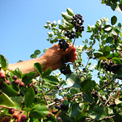 Aronia 'Super Berry' could be a super crop