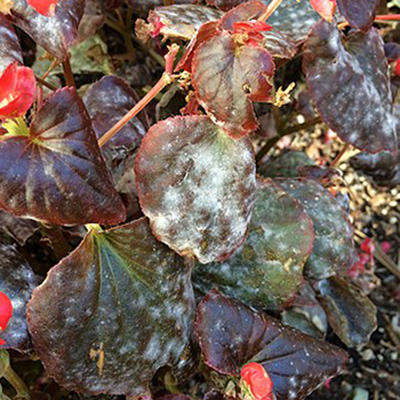 powdery-mildew-solutions