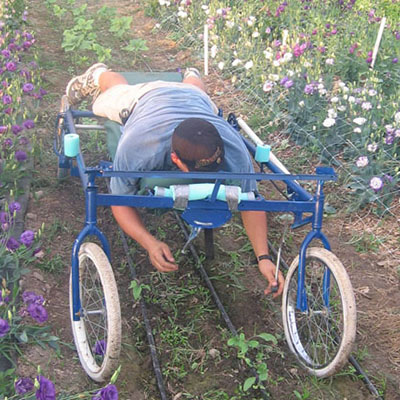 Lay-down weeding cart saves grower's back