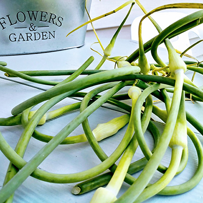 Garlic scallions, scapes and harvest how-to