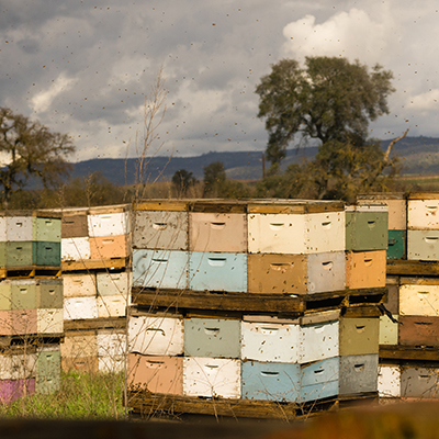 How we became beekeepers