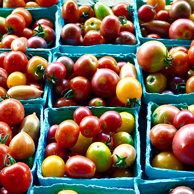 Heirloom tomatoes vary in yield