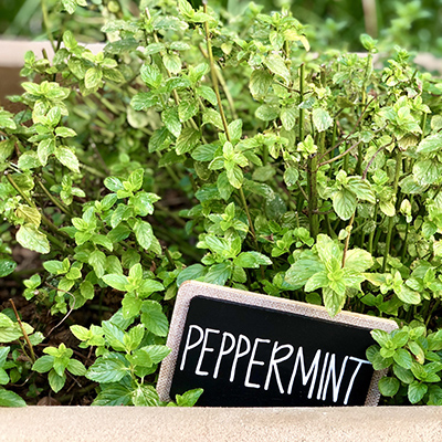 Plan now to add herb plants to your markets in spring