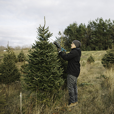 Small-scale Christmas tree grower finds a market