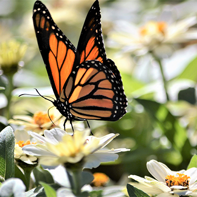Leave nectar plants for monarch migration