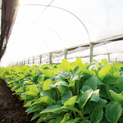Mobile greenhouse a plus for Canada farm