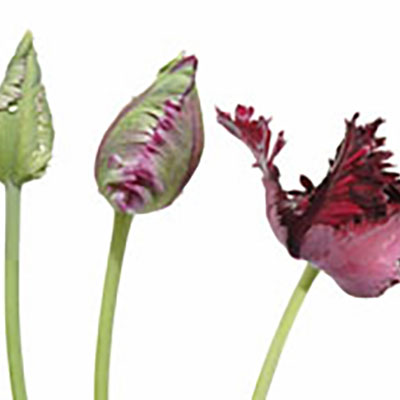 Specialty tulips: Worth the extra cost?