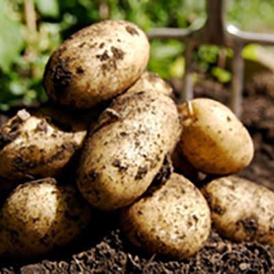 Potatoes to succession plant