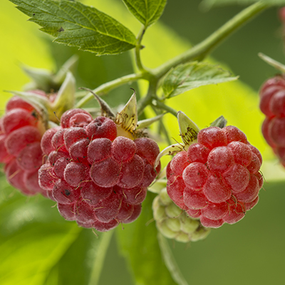 Raspberry harvest can be earlier, later