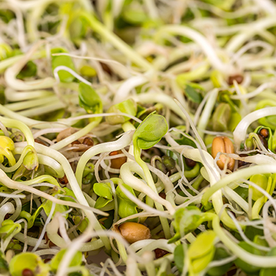 How to grow a quick crop of sprouts