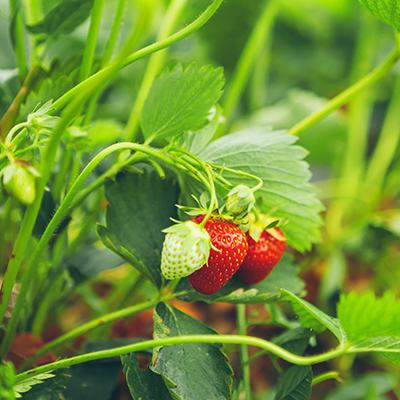 Strawberries 101: Planting the matted-row system