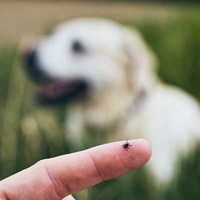 Letters from Readers: Flea and tick products