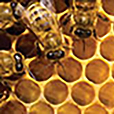Earn money from your beehives
