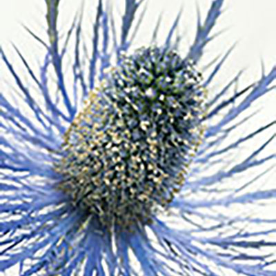 Sea holly and its many cousins