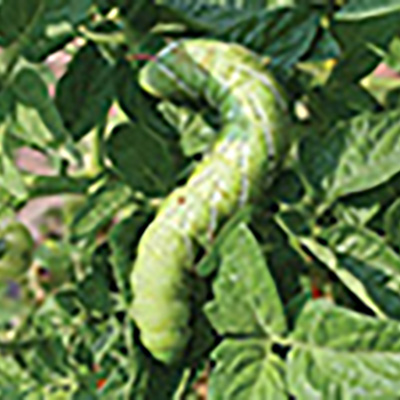 Managing caterpillars organically
