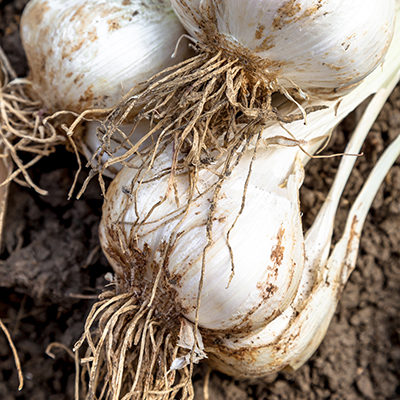 How and when to plant garlic