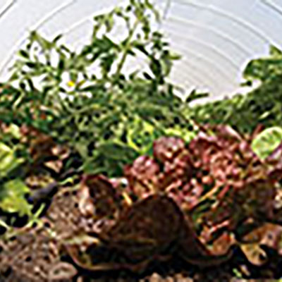Managing hoophouse soils, weeds, pests, disease