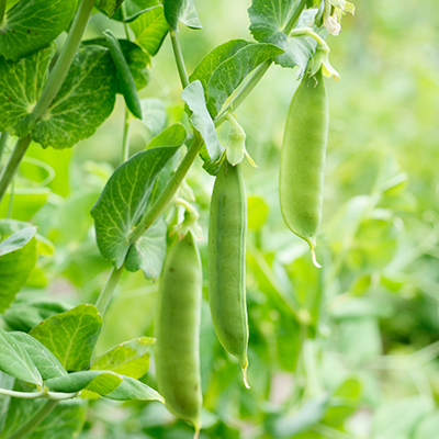 Growing peas, even where it’s hot