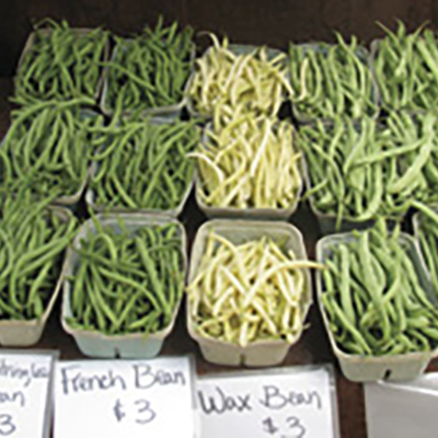 Succession planting for months of green beans