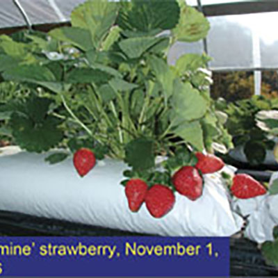 Hoophouses create opportunity for fall strawberries