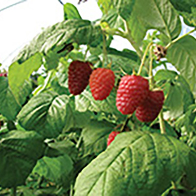 Bet on hoophouse raspberries for late-season profits In their first year, berries produced all the way till Thanksgiving