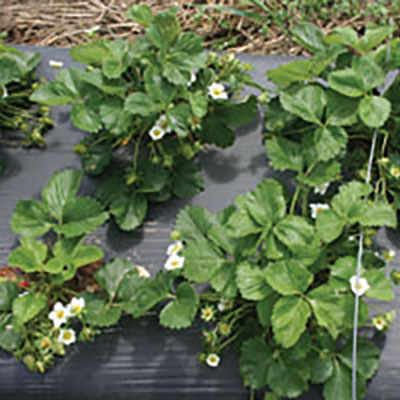 Fall-planted annual strawberries