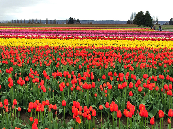 Fresh Tulips:Field Tulips Growers Choice