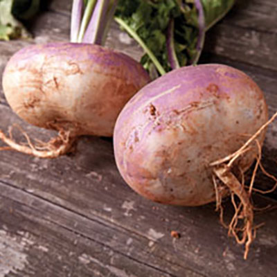 Growing turnips and rutabagas