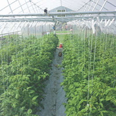 Greenhouse tips for hoophouse growers