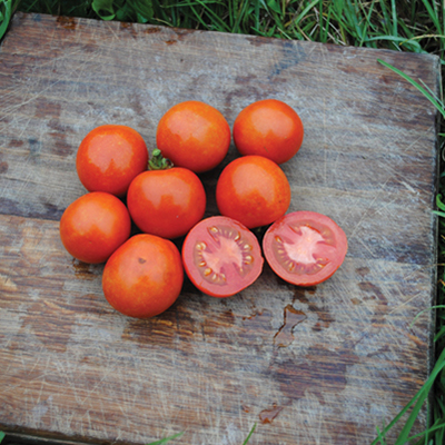 Assessment of heirloom/OP tomatoes