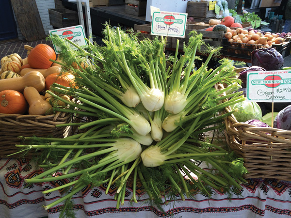 Growing-fennel-bulb-herb-pollen