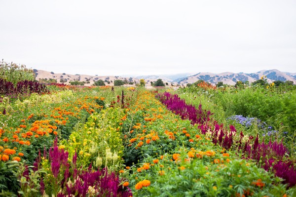 Inside Bluma Flower Farm in Berkeley, a Stunning Rooftop Garden