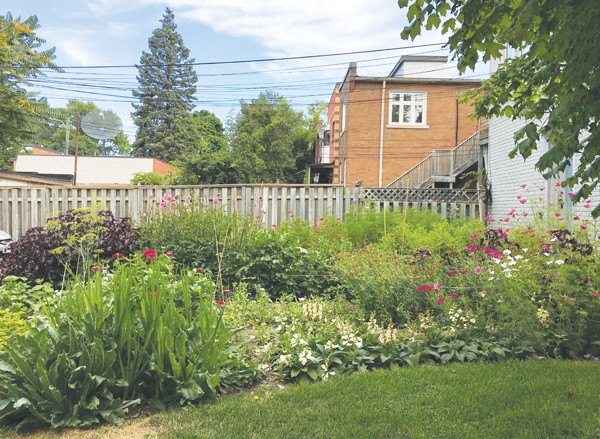 What is that white fluff, anyway? – Toronto Gardens