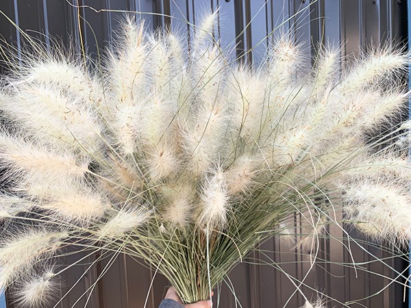 10 Dried Flowers + Pampas Grass + Greenery Finds For Fall On