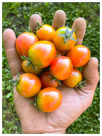 breeding-tomatoes-farm-practical-selection-advice